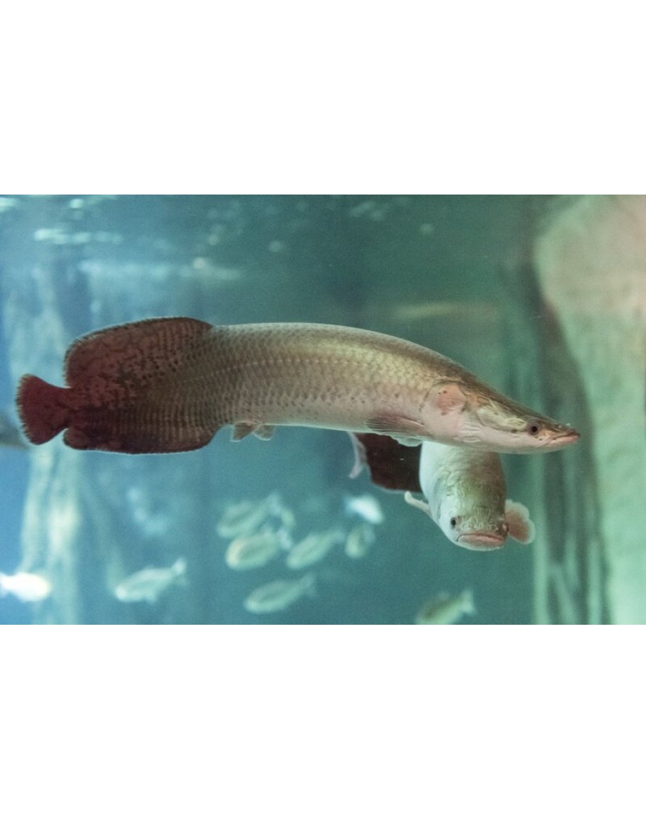 トップブリッジ ARAPAIMA 3B Arapaima Gigas